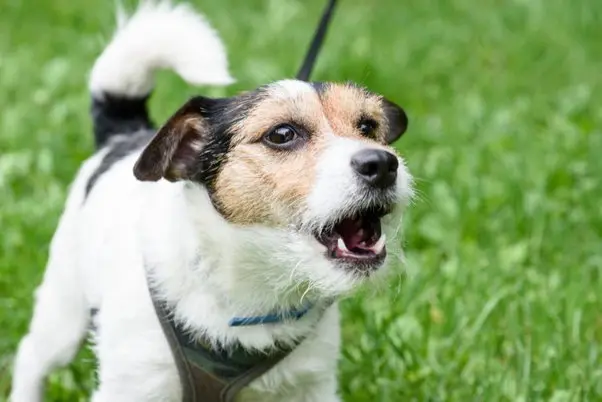 como saber si mi perro comio vidrio síntomas - Cómo saber si mi perro se comió algo