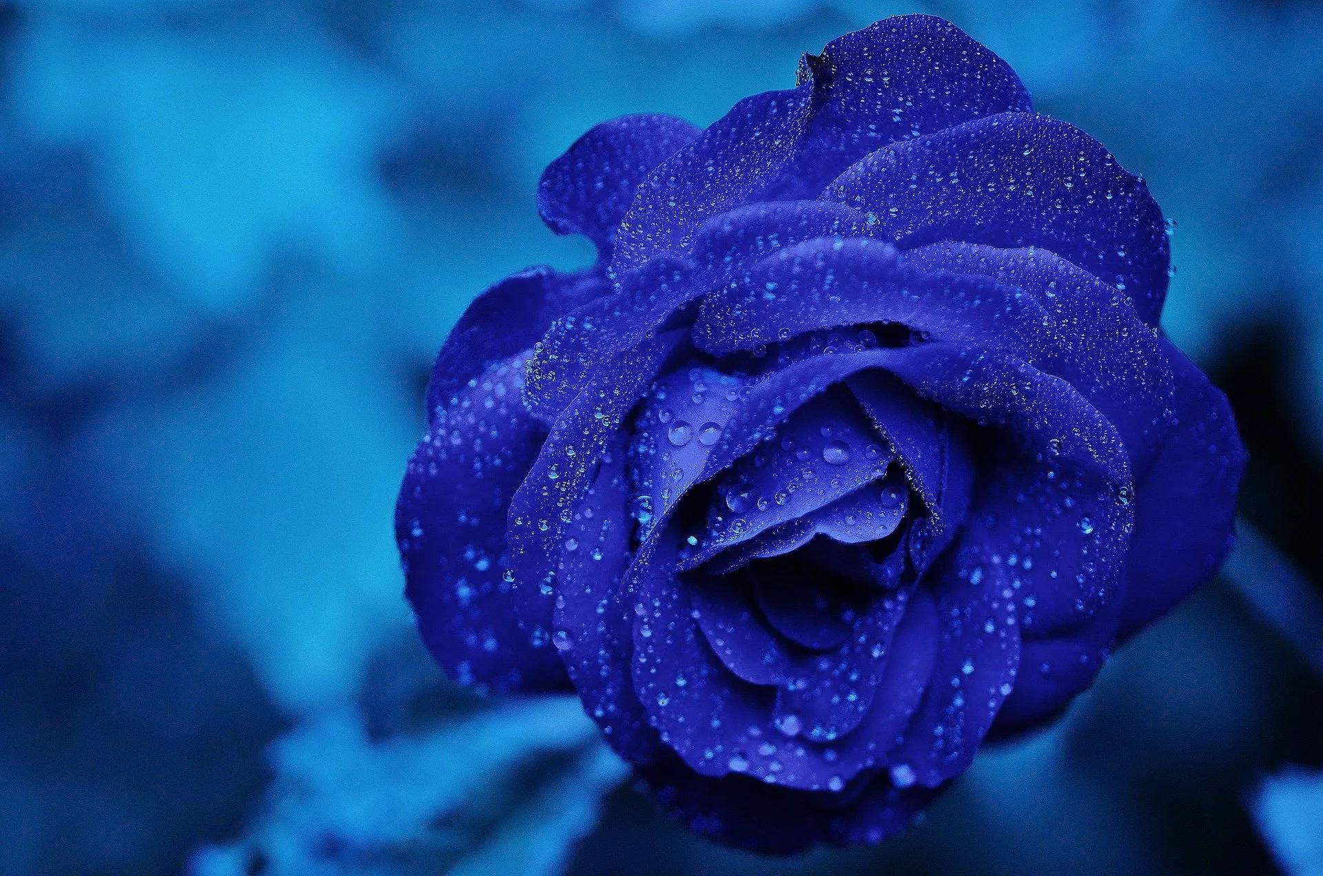 rosas azules de cristal - Cómo se consiguen las rosas azules
