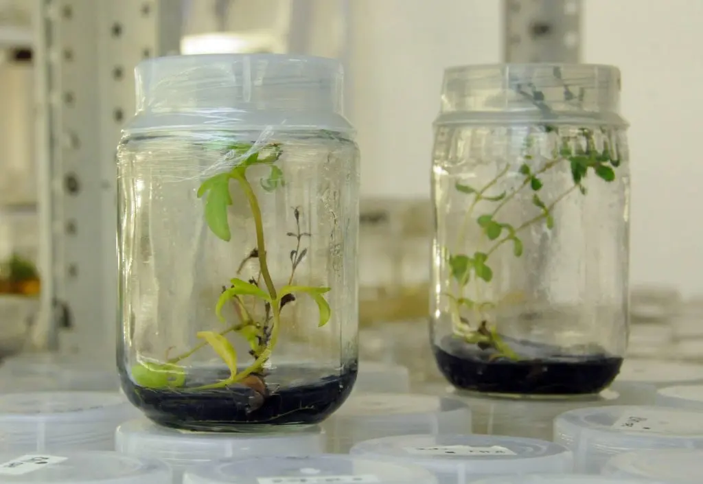 como plantar una semilla en un frasco de vidrio - Cómo se hace para germinar una semilla