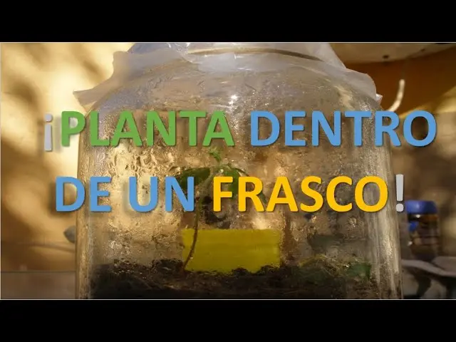 experimento de la planta en un frasco de vidrio cerrado - Cómo transpiran las plantas experimento