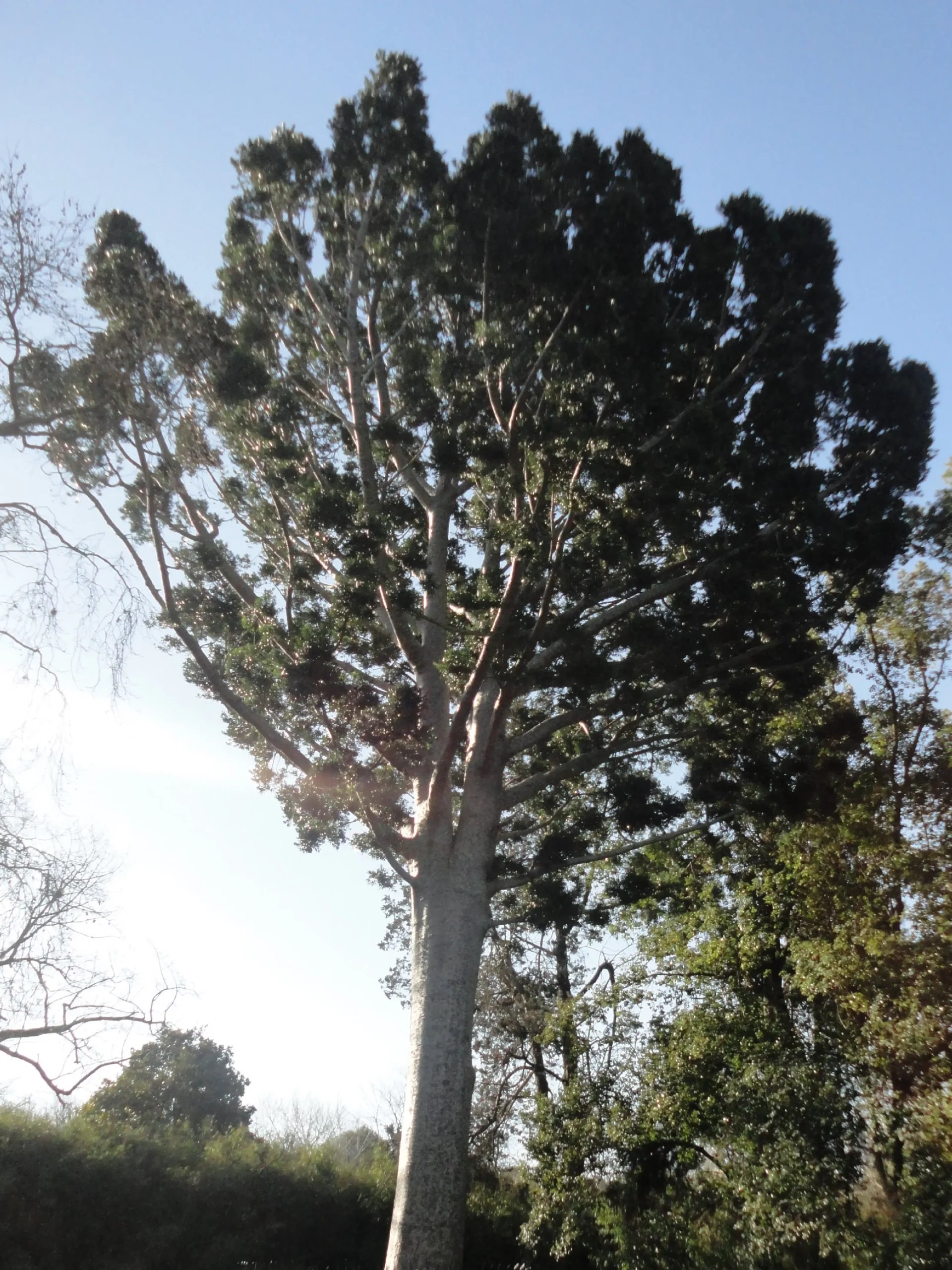 arbol de cristal parque pereyra iraola - Cuánto mide el árbol de cristal