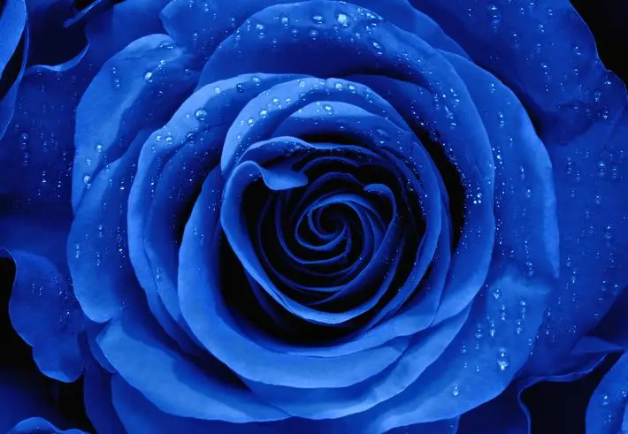 rosas azules de cristal - Dónde existen rosas azules