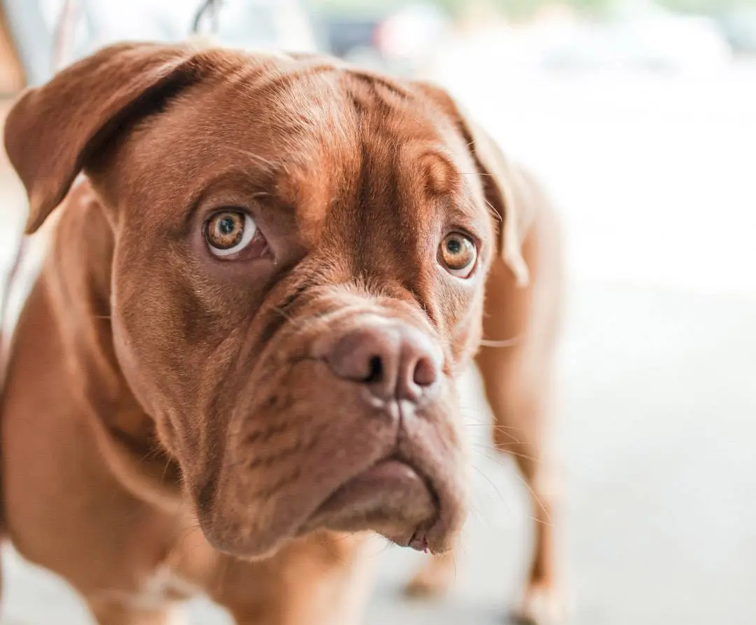 mi perro se comio un vidrio - Qué se le puede dar a un perro para limpiar el estómago