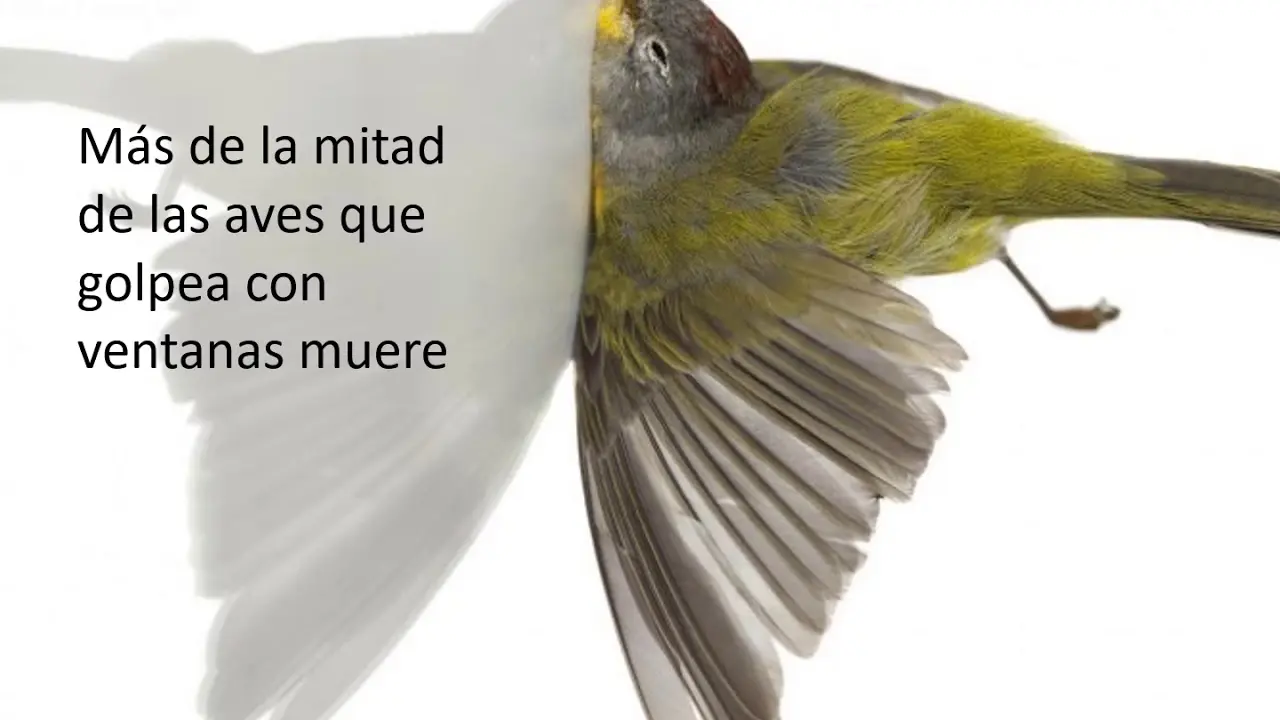 porque las palomas se chocan los vidrios - Qué significa que los pájaros choquen en la ventana