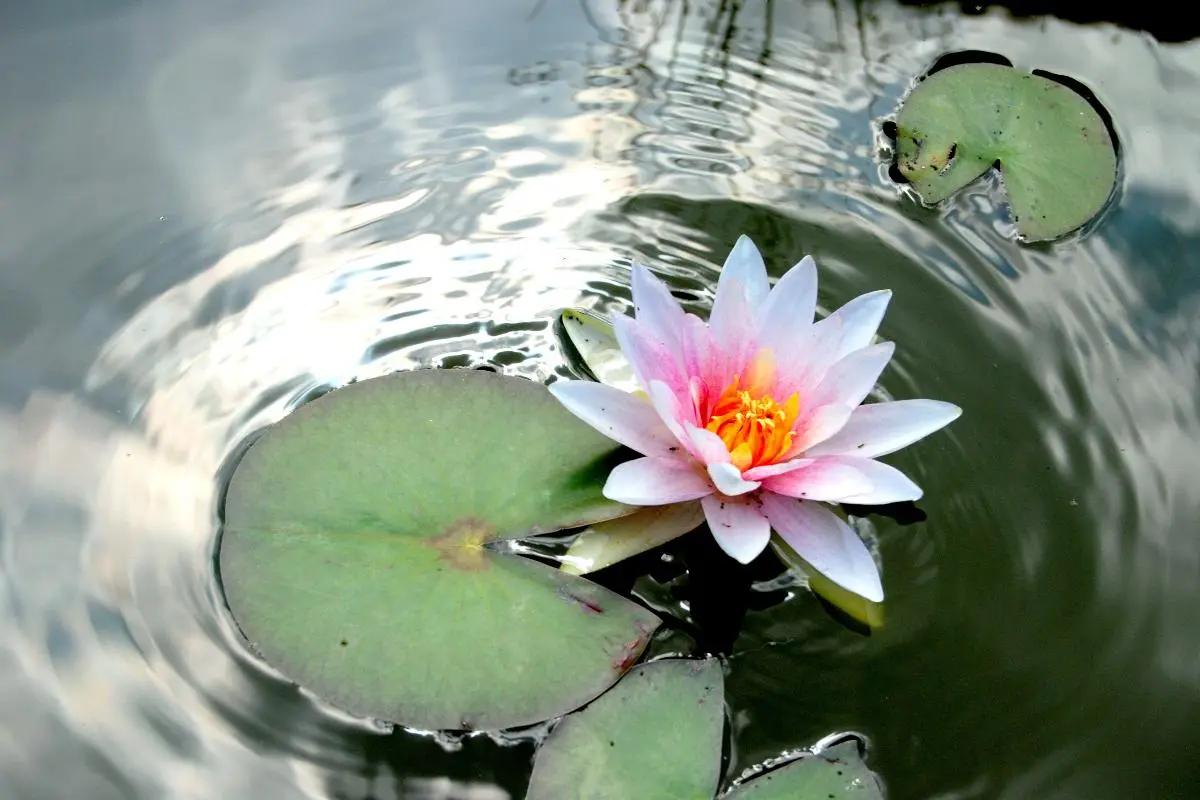 flor de loto de cristal - Qué significa regalar flor de loto